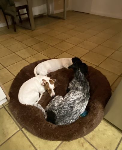 Customer photo review of Puppery Kuschelbett - Das Original