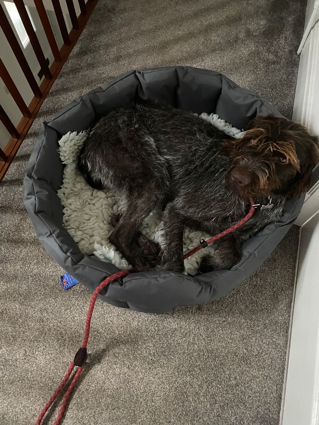 Customer photo review of Country Dog Heavy Duty Oval Waterproof Bed