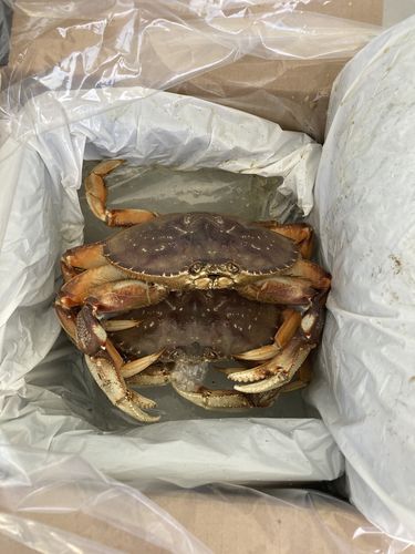 Customer photo review of Dungeness Crab Live - Northern California