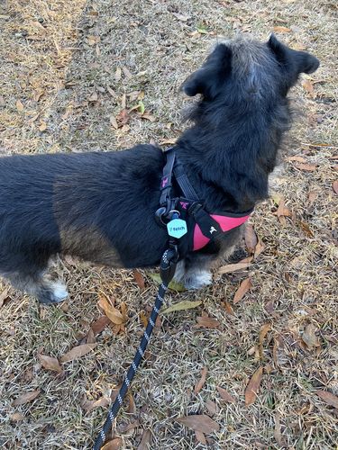 Customer photo review of NEW: Fetch Mini Digital Pet ID