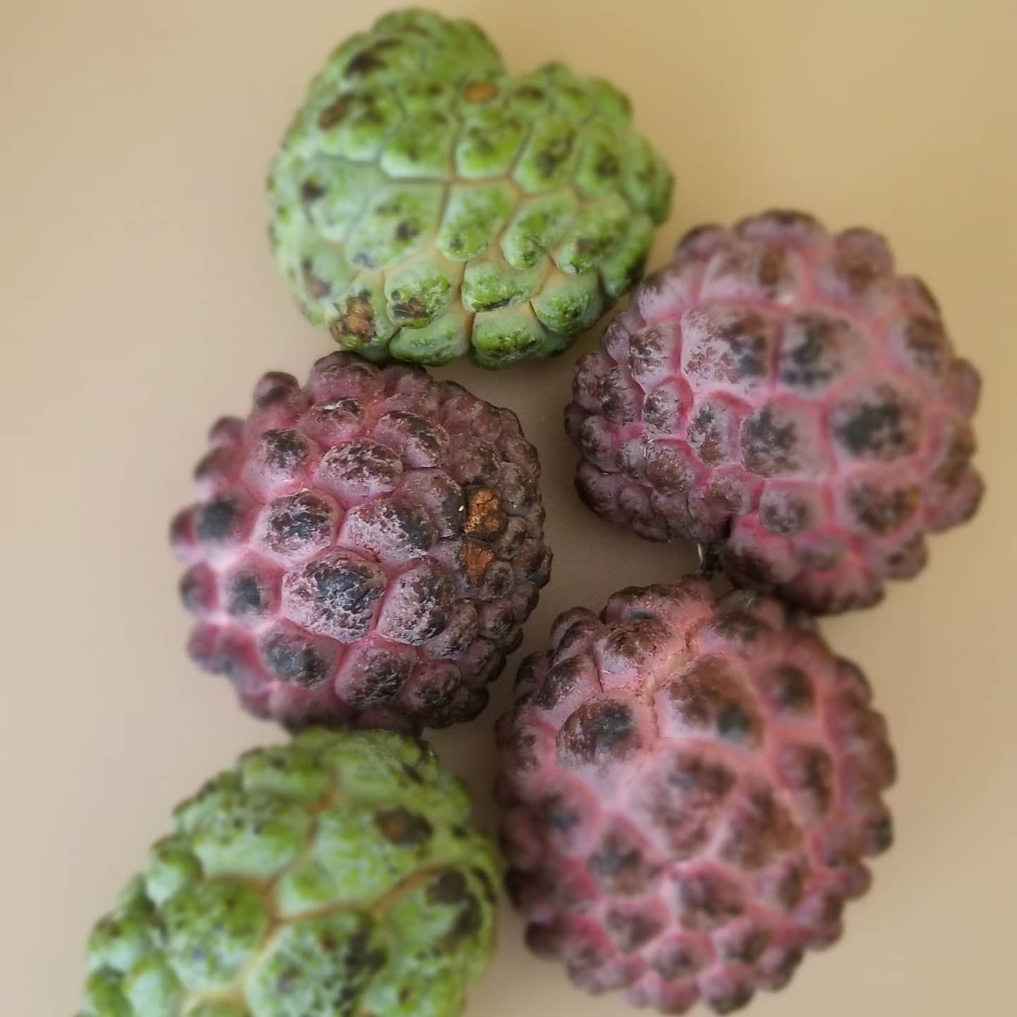 Customer photo review of Sugar Apple (Sweetsop)