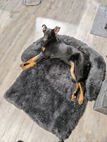 Avaliação com foto de um cliente sobre Cama Super-Fôfa, Quente e Confortável, para Sofá ou para o Chão - Ideal para Cães