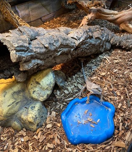 Customer photo review of GrubTerra Fresh Black Soldier Fly Larvae for Reptiles