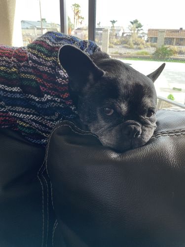 Customer photo review of Playa Poncho