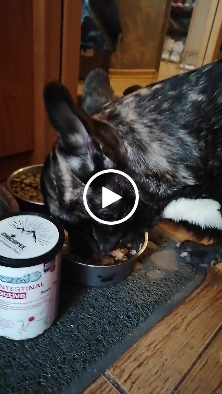 Customer video review of Intestinal ActiWet konservi suņiem