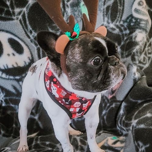 Customer photo review of Christmas dog harness - buffalo plaid French bulldog print