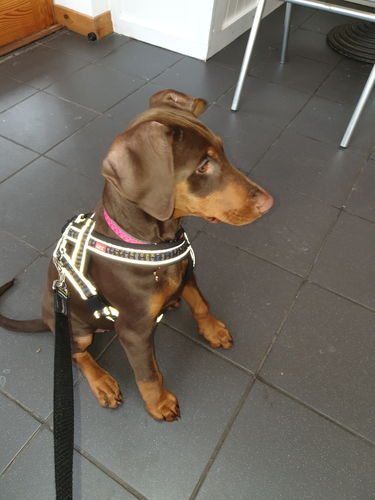 Customer photo review of The Perfect Puppy Course