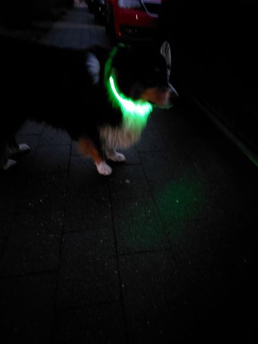 Customer photo review of LED Hunde Leuchthalsband  Grün 20- 70cm Hundehalsband