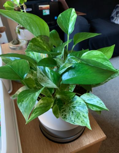 Customer photo review of Pothos Snow Queen