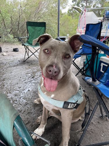 Customer photo review of DF Co. Sky Blue Dog Harness