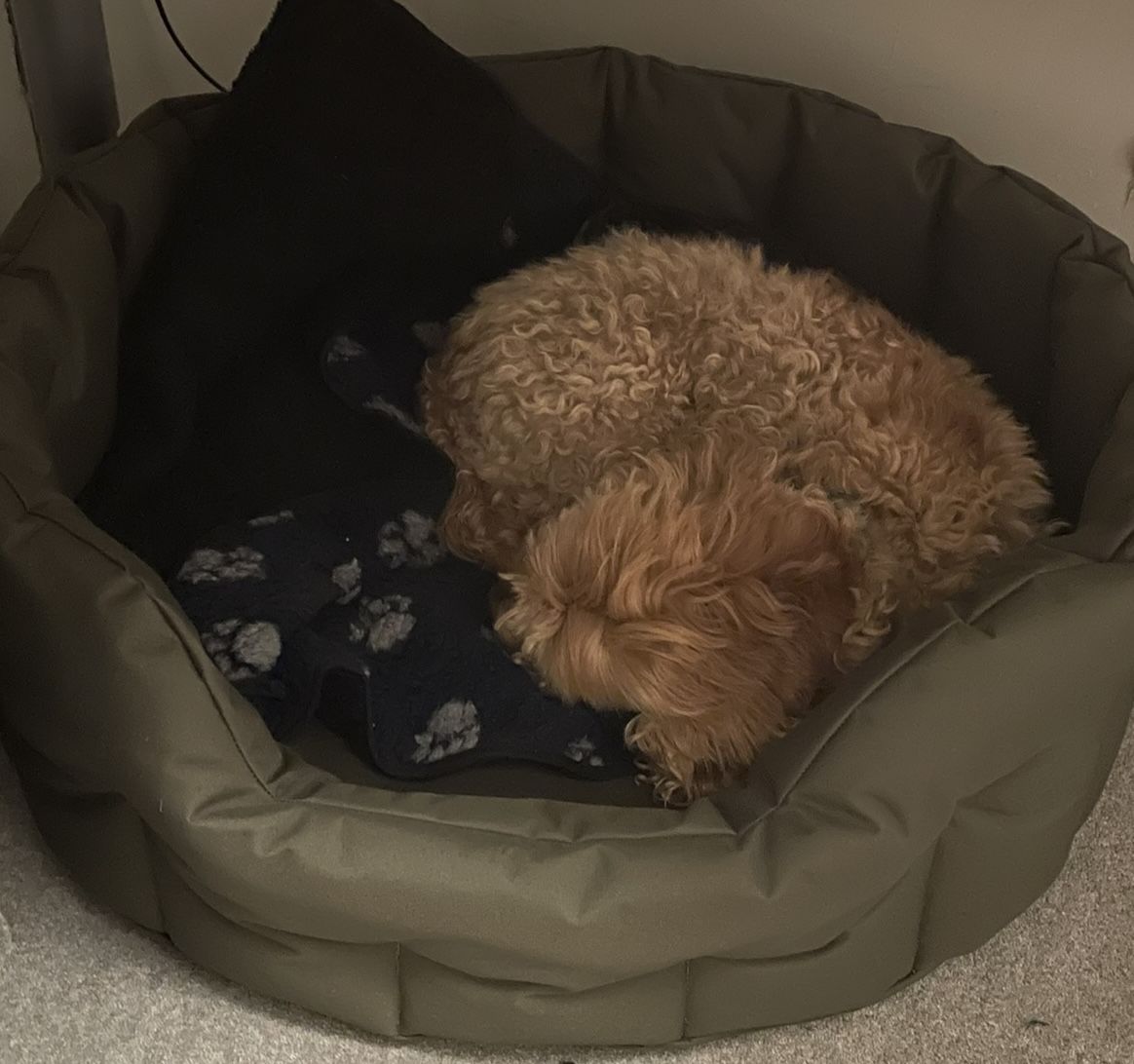 Customer photo review of Country Dog Heavy Duty Oval Waterproof Bed