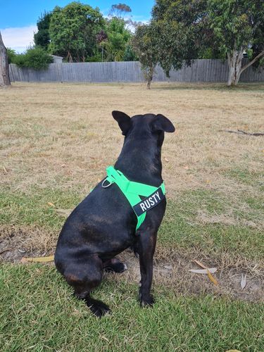 Customer photo review of DF Co. Neon Green Dog Harness