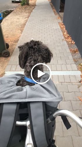 Customer video review of All In One Pet Carrier Bag | Dog Bike Basket | Backpack for Dogs & Cats | Car Booster Seat