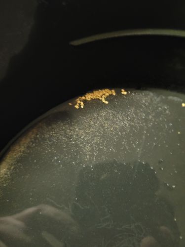 Customer photo review of Treasure Paydirt Surprise '300 GRAM GOLD HUNT' - Gold Paydirt Panning Concentrates