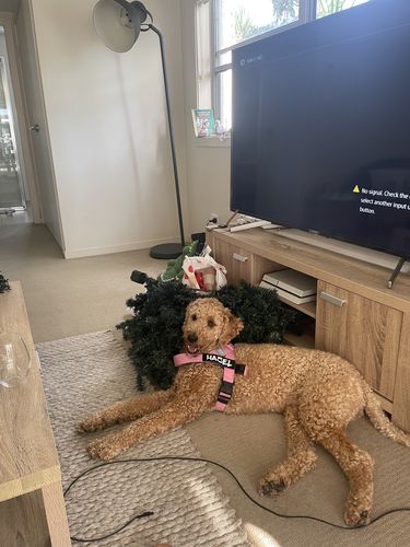 Customer photo review of DF Co. Pink Dog Harness