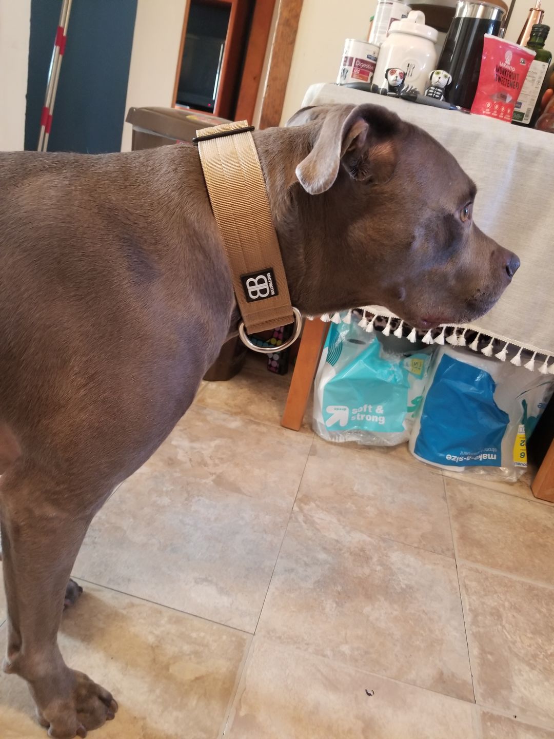 Customer photo review of 5cm Combat® Collar | Rated Clip - NO HANDLE - Military Tan v2.0