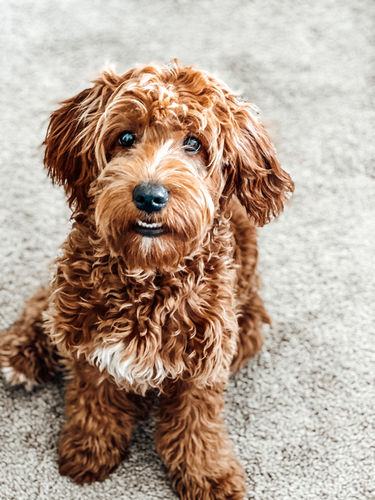 Customer photo review of GOLDEN DOODLE LIGHTROOM PRESETS