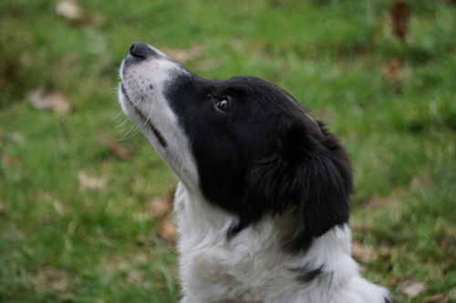 Customer photo review of The Perfect Puppy Course