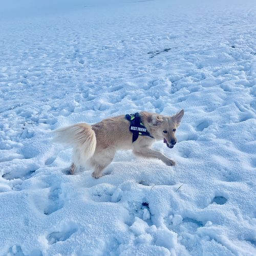 Customer photo review of Pfotenlove - Anti-Zug Sicherheitsleine – Premium Ausgabe