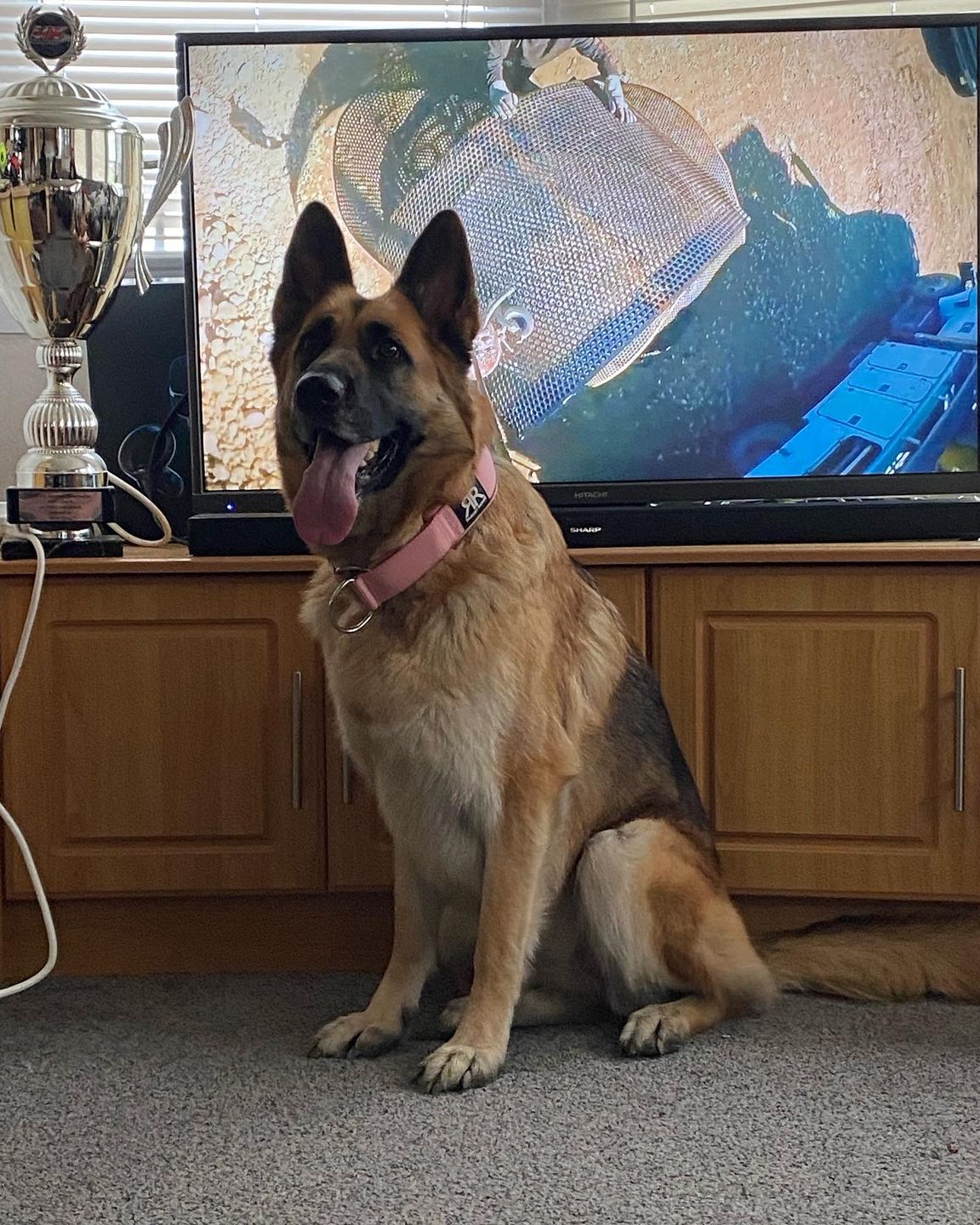 Customer photo review of 5cm RR Collar | Soft Padded & Reflective | Series 2 - Pink