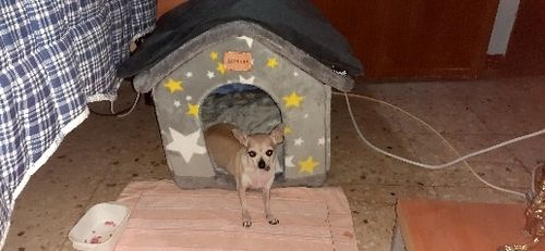 Customer photo review of Foldable Dog House Pet Cat Bed Winter Dog Villa Sleep Kennel Removable Nest Warm Enclosed Cave Sofa Pet Supply