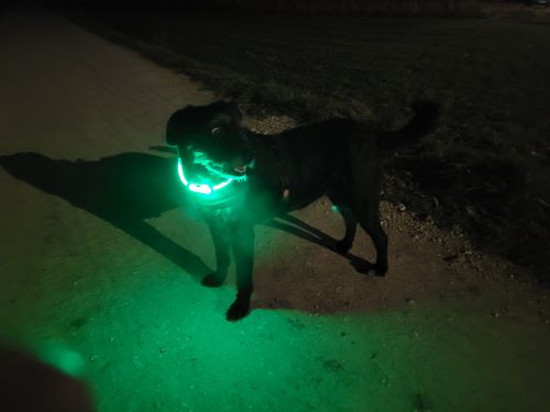 Customer photo review of LED Hunde Leuchthalsband  Grün 20- 70cm Hundehalsband