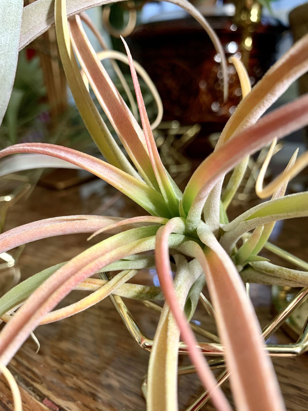 Customer photo review of X Betty  (xerographica x brachycaulos)  *Cannot Be Shipped Internationally*