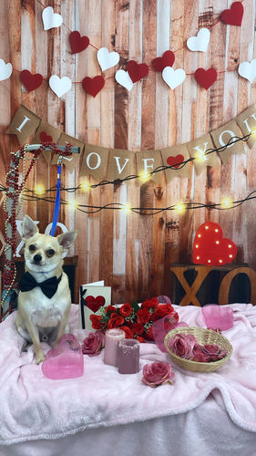 Customer photo review of Kate Valentine's day Backdrop Light Love Heart Designed by Emetselch