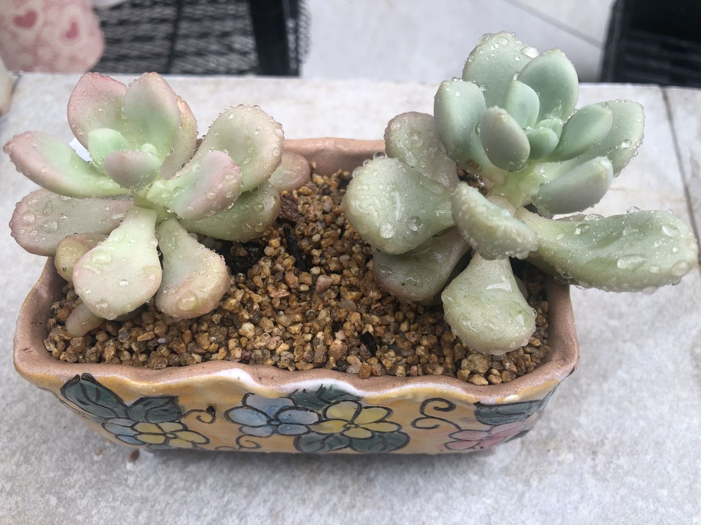 Customer photo review of Graptoveria 'avant-garde'