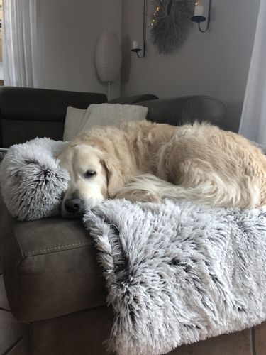 Customer photo review of Pfotenlove - Kuscheliges Hundebett "Überall" - Der perfekte Schutz für deine Möbel