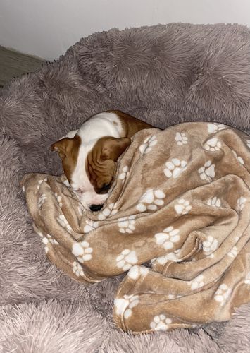 Customer photo review of Hundebett rund XL Wuscheldonut