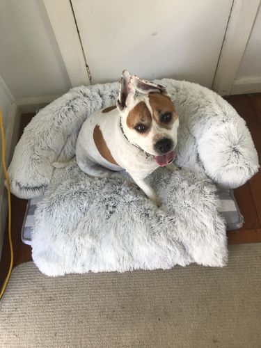 Customer photo review of Calming Couch Bed