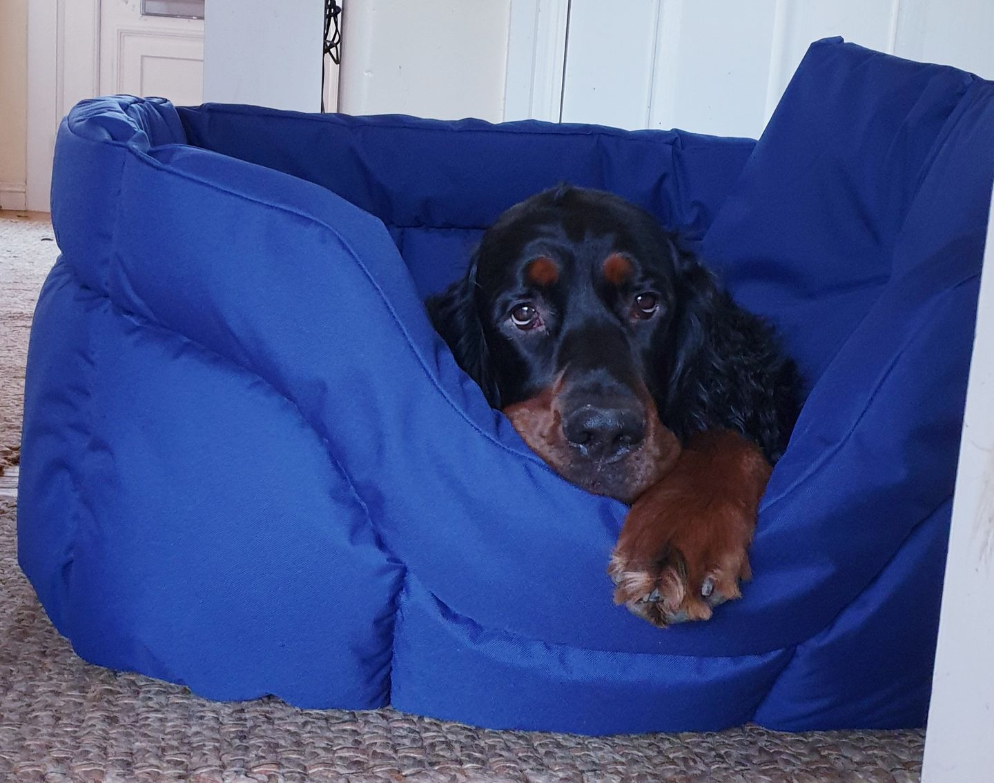 Customer photo review of Country Dog Heavy Duty Rectangular Dog Bed