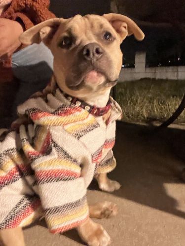 Customer photo review of Playa Poncho