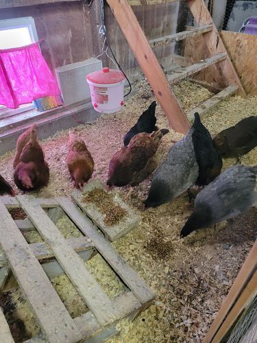 Customer photo review of GrubTerra Dried Larvae