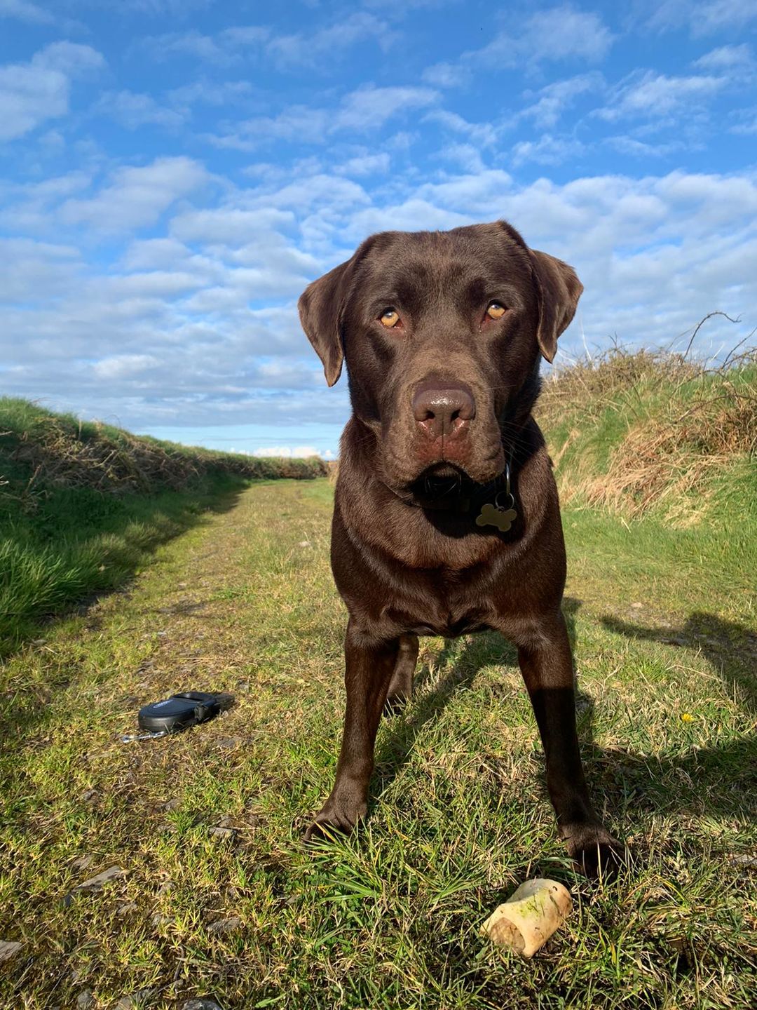 Customer photo review of Remote Training Collar System