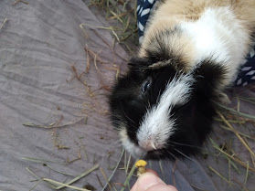 Customer photo review of GuineaDad Nourish Series - Herbal Supplement Healthy Treats for Guinea Pigs