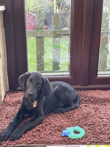 dog feet cleaning mat