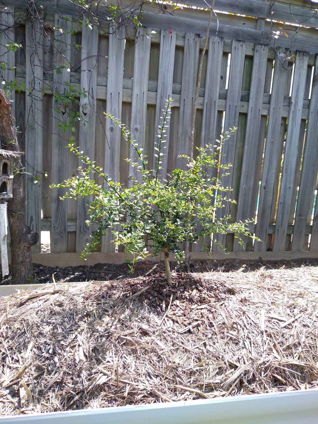 Customer photo review of Finger Lime - Tom Thumb RESTRICTED TO QLD