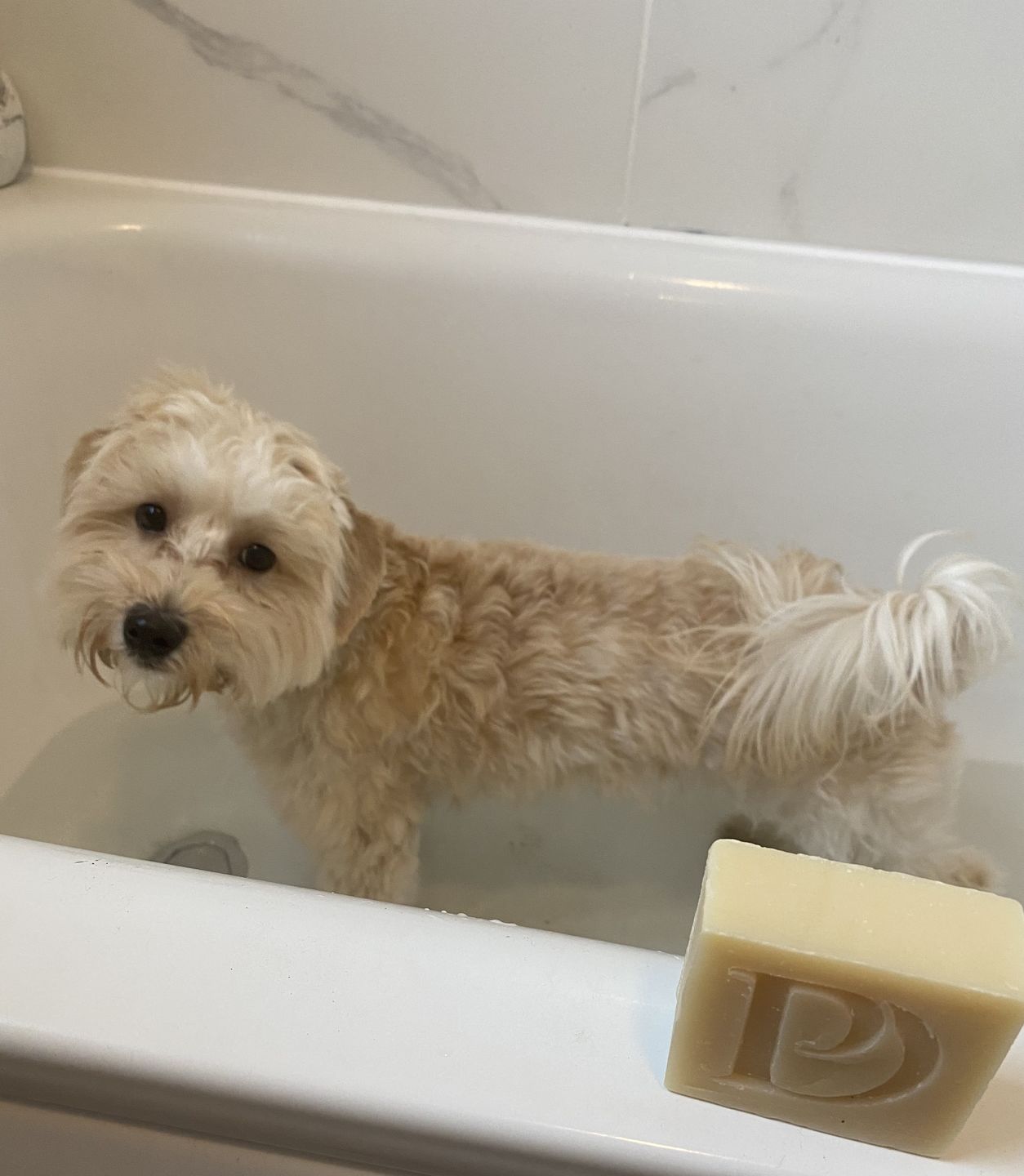 Customer photo review of Natural Neem Oil Shampoo Bar for Dogs