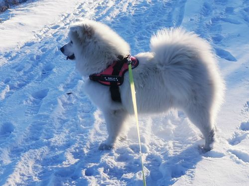 Customer photo review of Pfotenlove - Personalisiertes Anti-Zug Sicherheitsgeschirr – Premium Ausgabe