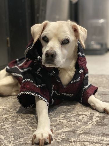 Customer photo review of Playa Poncho