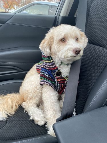 Customer photo review of Playa Poncho