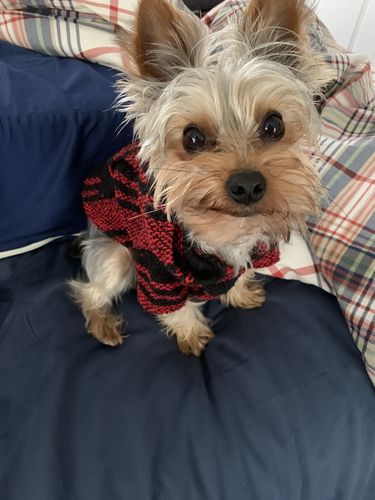 Customer photo review of Playa Poncho