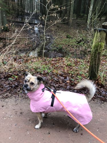 Customer photo review of Visibility Winter Jacket Pink for Dogs