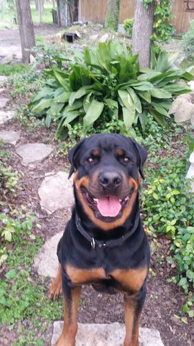 Customer photo review of Pet Tincture 500mg Isolate CBD