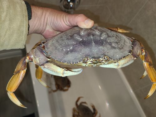 Customer photo review of Dungeness Crab Live - Northern California