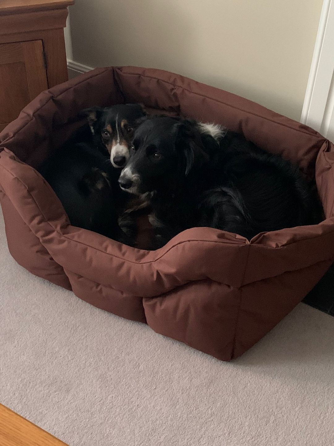 Customer photo review of Country Dog Heavy Duty Rectangular Dog Bed