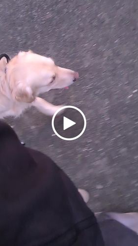 Customer video review of 7 Days To Perfect Heel Walking