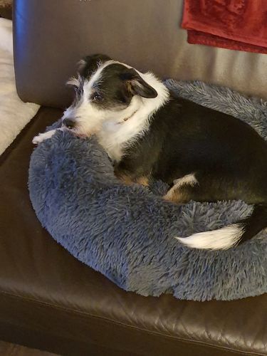 Customer photo review of Puppery Kuschelbett - Das Original